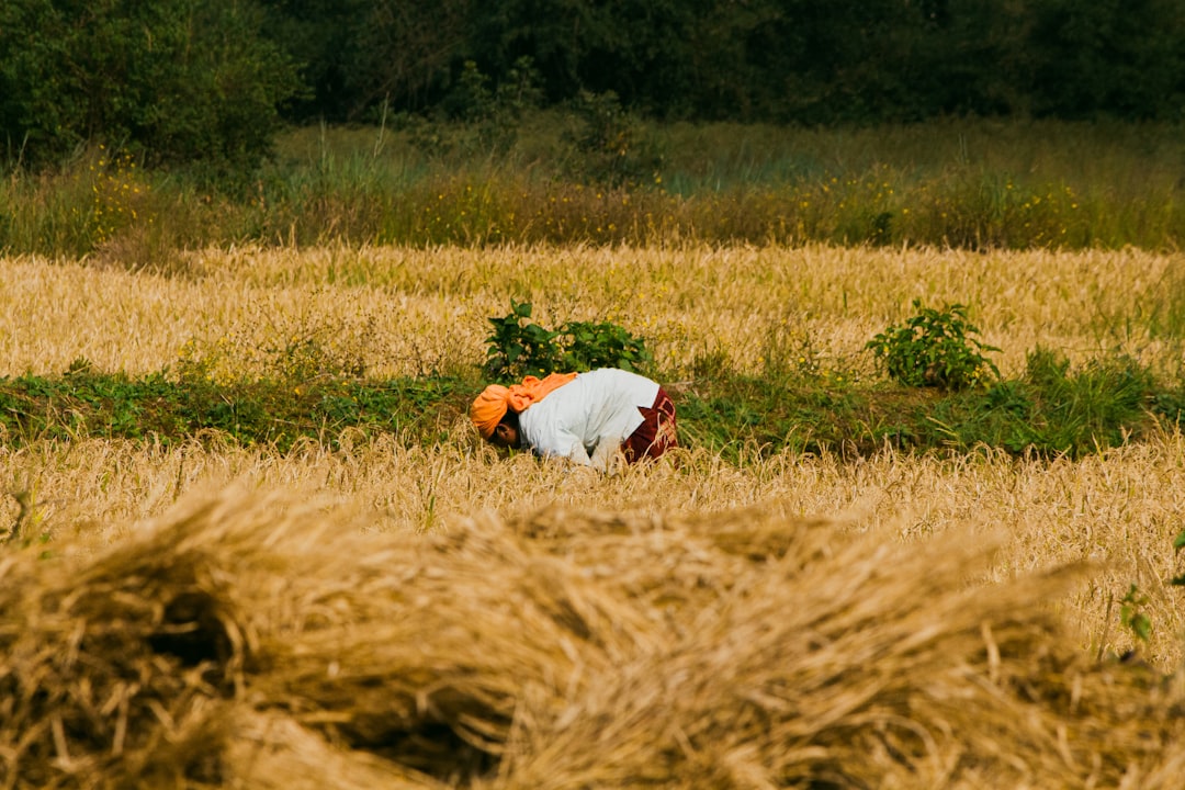 nuovi tracciati per domande di disoccupazione e anf: cosa cambia per i datori di lavoro agricoli