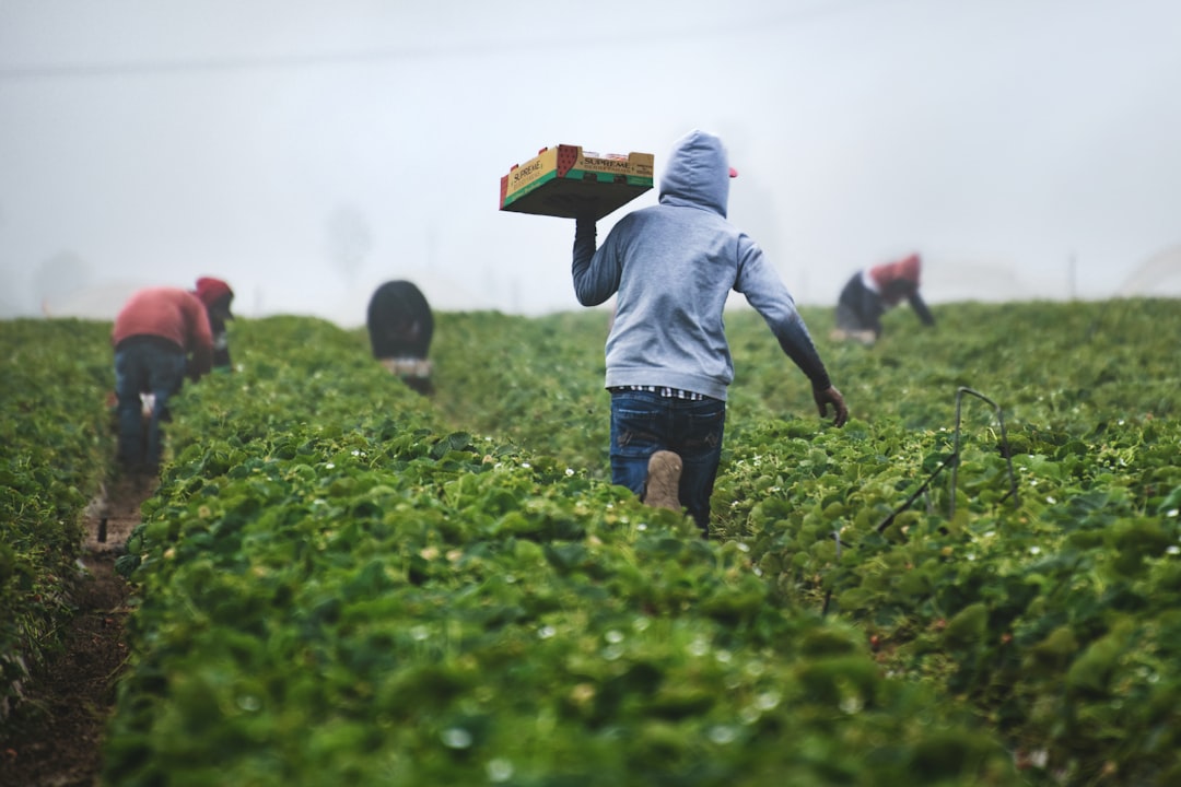 Contributi volontari agricoli 2026: guida per piccoli imprenditori